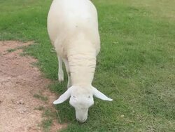 White sheep is grazing in a green field Stock Footage