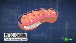 Plants That Keep Themselves Warm Instructional Video