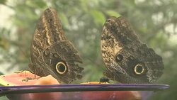 Butterflies at Twycross Zoo News Clip