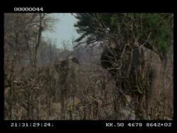 African Elephant, Loxodonta africana, group walking away through bare bushes, MS, Botswana Stock Footage