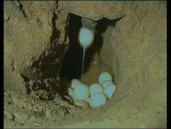Olive Ridley Sea Turtle (Lepidochelys olivacea) eggs being laid into hole, India Stock Footage