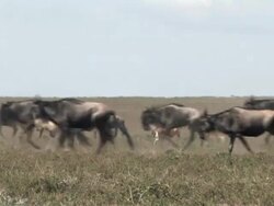 African Safari Wildebeest Migration in The Serengeti Stock Footage