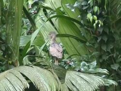 Shy Heron on palm Stock Footage