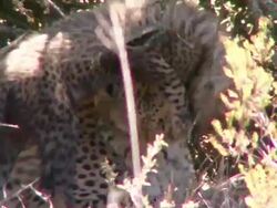 MS Cheetah and playful cub / South Africa Stock Footage
