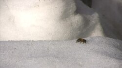 Insecto Instructional Video