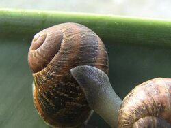 Garden snail moves over shell Stock Footage