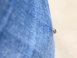 Horsefly ready to beet the trourser Stock Footage