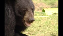Moon Bear Sanctuary in China News Clip