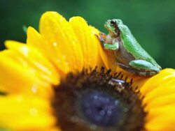 frog Stock Footage