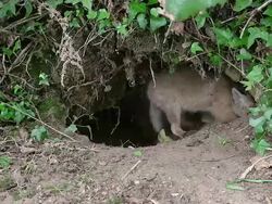 MS Shot of red fo cub playing at Den entrance / Calvados, Normandy, France Stock Footage
