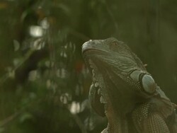 High speed Green Iguana (Iguana iguana) looks down Stock Footage