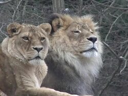 Lions sit in a snowy field HD 4:2:2 1080i Stock Footage