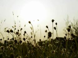 Silhouette grass with sunset Stock Footage