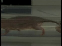 Mole rats used in cancer and ageing studies News Clip