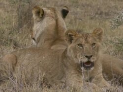MS Lions lying and panting in grass / Tanzania Stock Footage