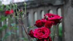 Roses in the rain Stock Footage