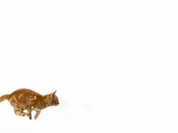 MS SLO MO Red tabby domestic cat leaping  / Vieux Pont, Normandy,  France Stock Footage