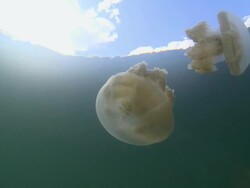 MS TS Pair of stingless jellyfish swimming / Palau, Micronesia, Palau  Stock Footage