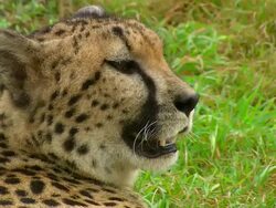 CU Head of adult Cheetah / Safari de Peaugres, France Stock Footage