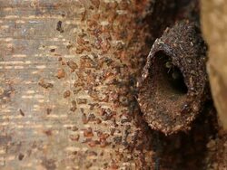 Insect Stock Footage