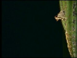 High Speed Elf Owl (Micrathene whitneyi) flight to and from nest in saguaro cactus at night, Sonoran desert, USA Stock Footage