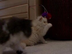 A kitten plays with a toy in a bedroom as another kitten walks past. Stock Footage