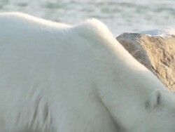 MS TS Polar bear walking in snow / Churchill, Manitoba, Canada Stock Footage