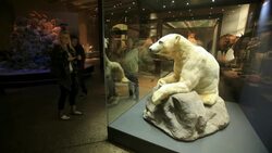Beloved polar bear 'Knut' on exhibit in the Museum of Natural History in Berlin, Berlin  Stock Footage
