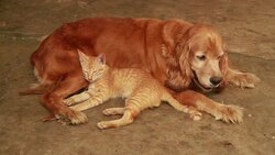 Cat and dog Stock Footage