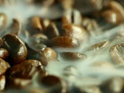 fried coffee beans Stock Footage