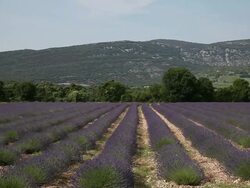 Lavender (Lavandula angustifolia) field, Ardeche, France. With butterflies Stock Footage