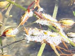 Foam between the algas Stock Footage