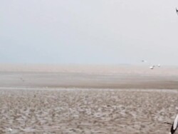 Seagulls Stock Footage