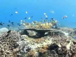 Coral And Fish Stock Footage