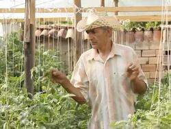 farmer in greenhouse Stock Footage