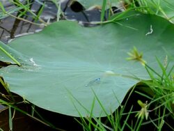 Dragonfly Stock Footage