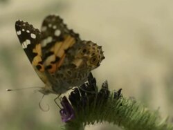 High Speed Painted lady (Vanessa cardui) butterfly takes off from vetch (Vicia sp.), close up, Spain. Stock Footage