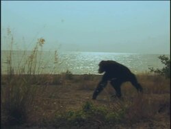 WS, Three chimpanzees (Pan troglodytes) walking along lake shore, Gombe Stream National Park, Tanzania Stock Footage
