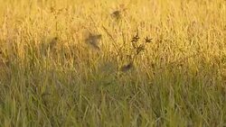 field of grass and flying birds Stock Footage