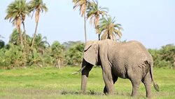 Elephant Grazing in Safari at Wild Stock Footage