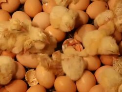 Chicks emerging from eggs  Stock Footage