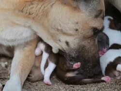 Puppies to suck milk from their mother Stock Footage