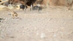 Hens are brought chick ferret food. Stock Footage