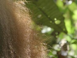 MS Orang utan hair / Bukit Lawang, North Sumatra, Indonesia Stock Footage