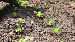 farmer planting a vegetable seedling Stock Footage