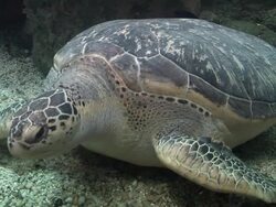 Turtle Stock Footage