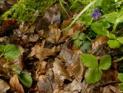 T/L Snails crawling on leaf litter, MS, UK woodland Stock Footage