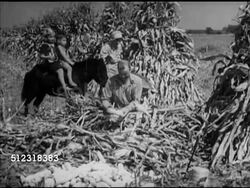 1952: FARMING: CORN STALKS: VS Male farmer harvesting corn on field, acres of farmland w/ harvested corn shocks (bundled corn stalks for curing, drying) across wide farmland, workers unloading corn stalks onto conveyor belt to grinder. Agriculture Instructional Video