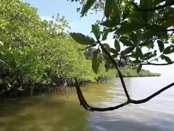 Mangrove forest Stock Footage