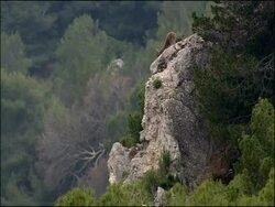 Pair of Spanish Ibex (Capra pyrenaica) descends cliff, Granada Province, Andalucia, Spain Stock Footage